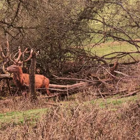 Ferienwohnung, Neu Eingerichtet, 5 Km Zur Mosel Rivenich